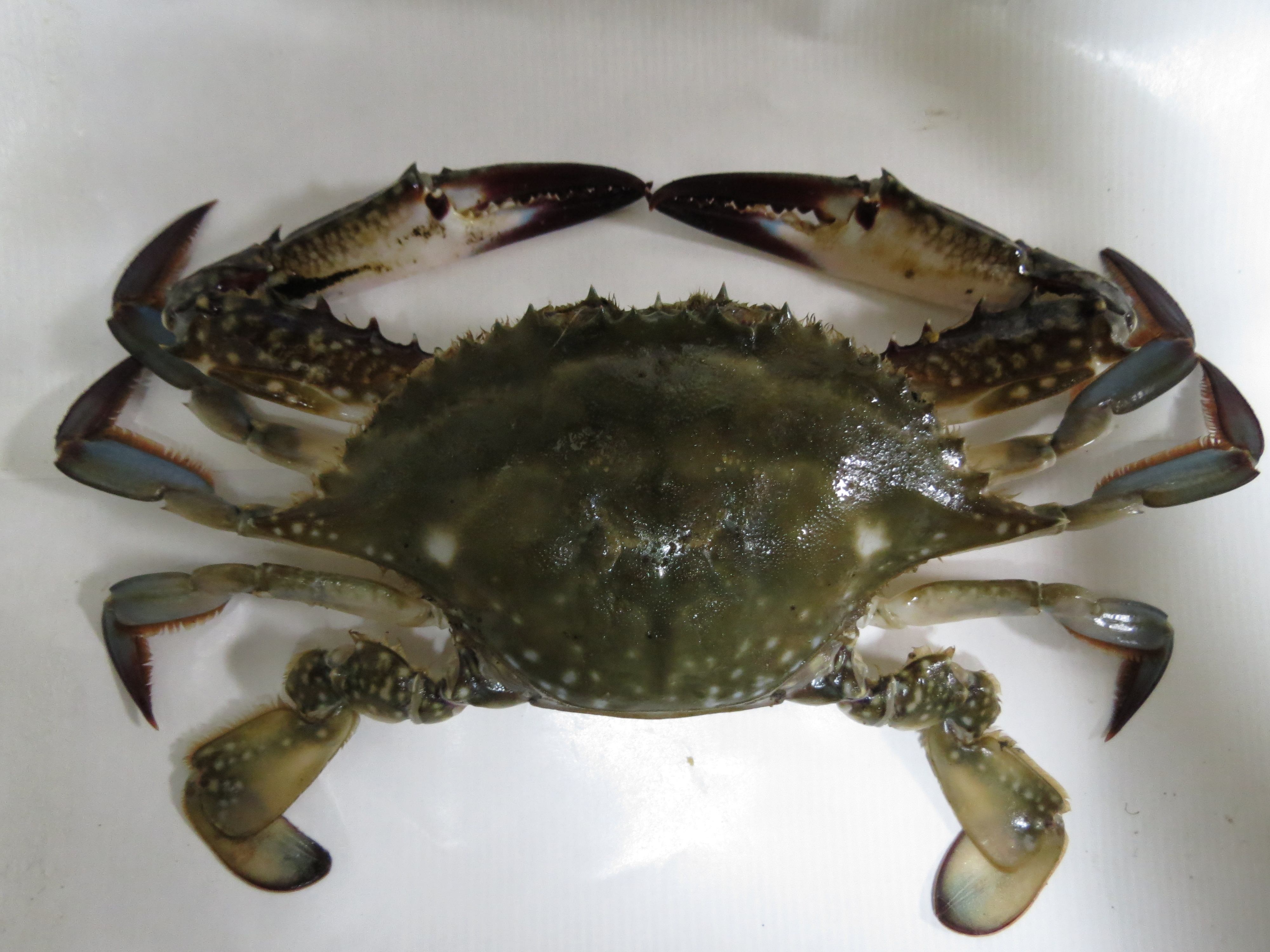 A live female blue crab seen from above on wet ground, its mottled brown carapace spread wide with pointed spikes at each side