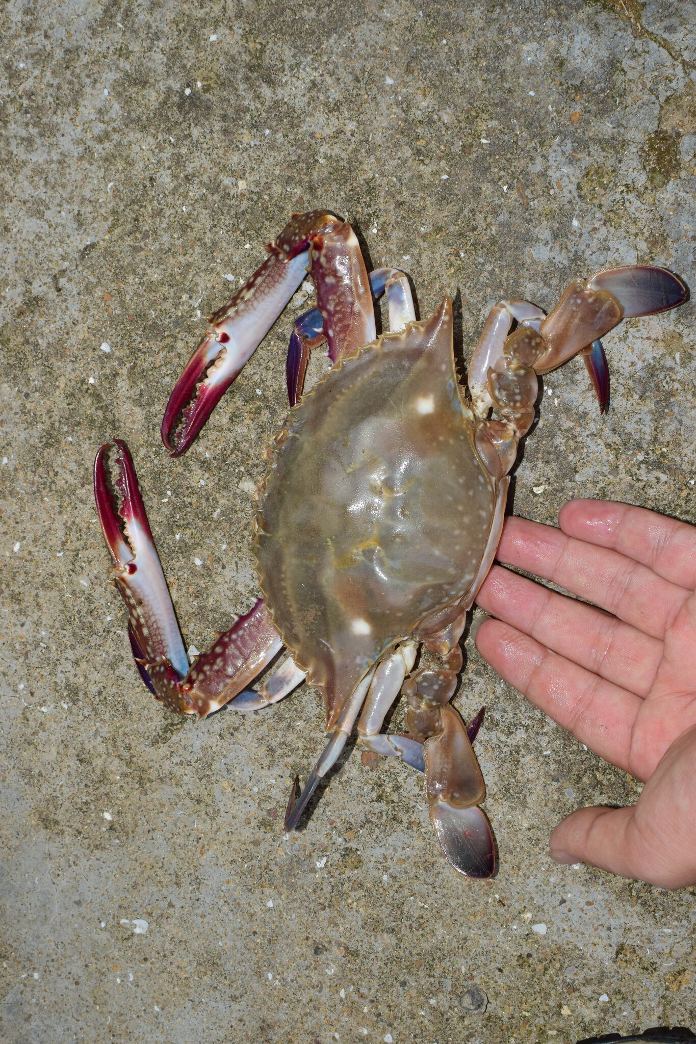 A live blue crab viewed from directly above against dark ground, showing the wide carapace and paddle-shaped rear legs