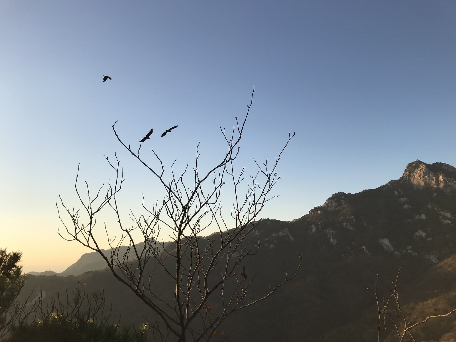Bare branching tree silhouetted against a pale evening sky with a rocky mountain ridge behind and two birds in flight