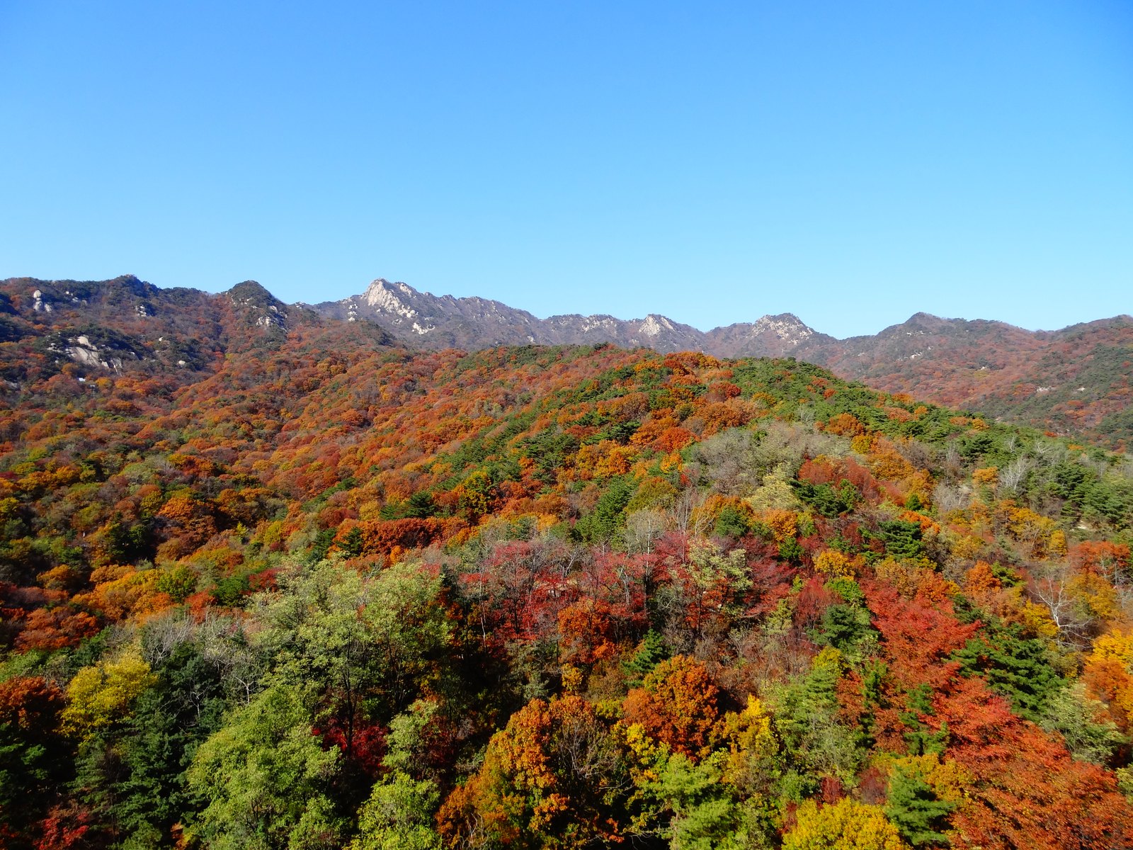 Forested mountain slope where orange, red and yellow crowns are mixed with large patches of still-green trees, with rocky peaks on the skyline
